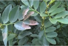 Downy mildew in winter beans is less common than chocolate spot and not well controlled with the same chemistry.