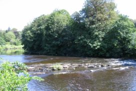 a river running through a lush green forest.