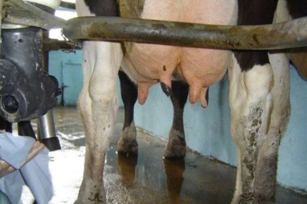 Cow's udder