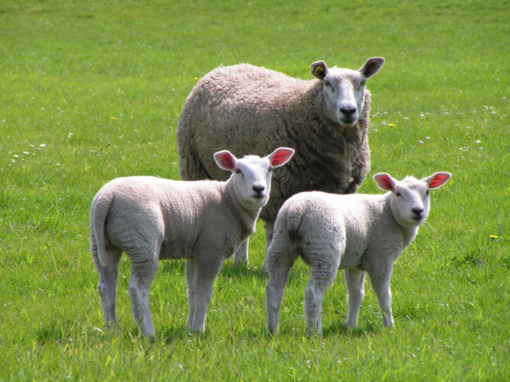 A ewe and two lambs in a grassy field