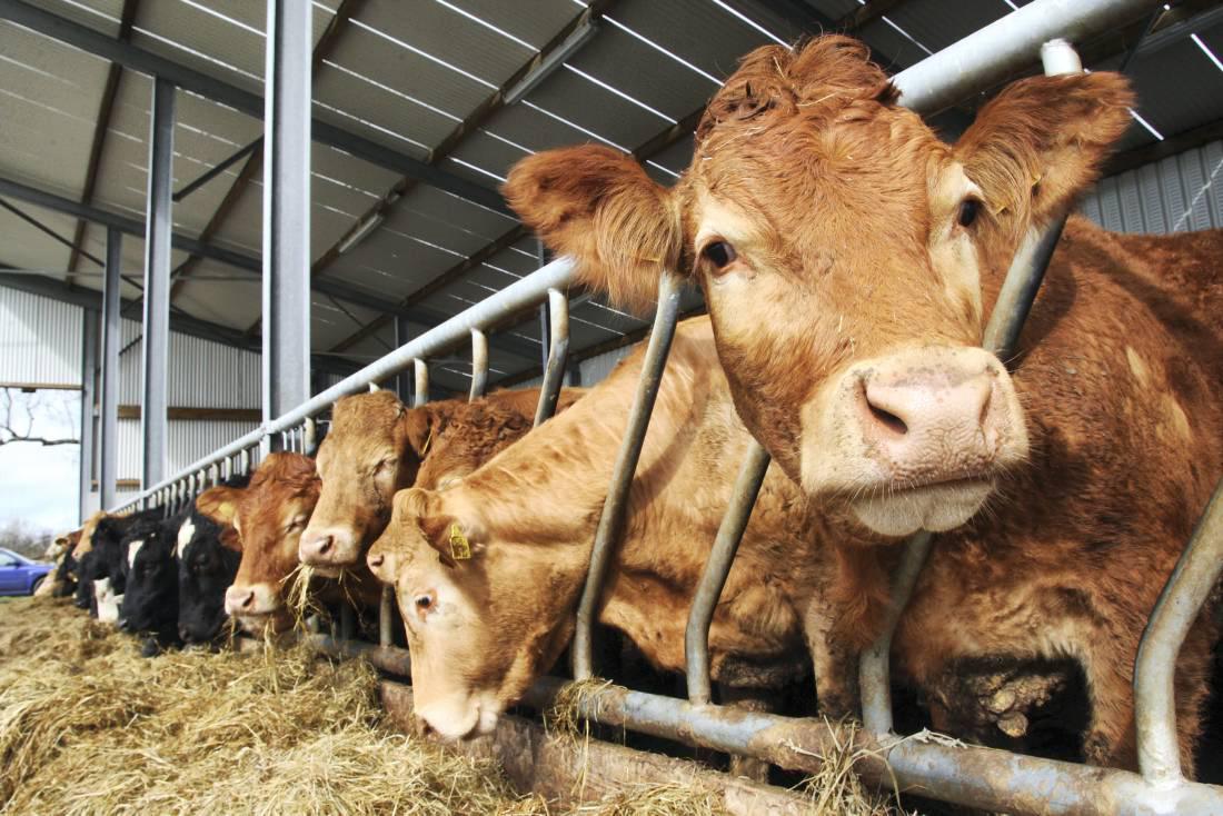 Calving Pens, Helping farmers in Scotland