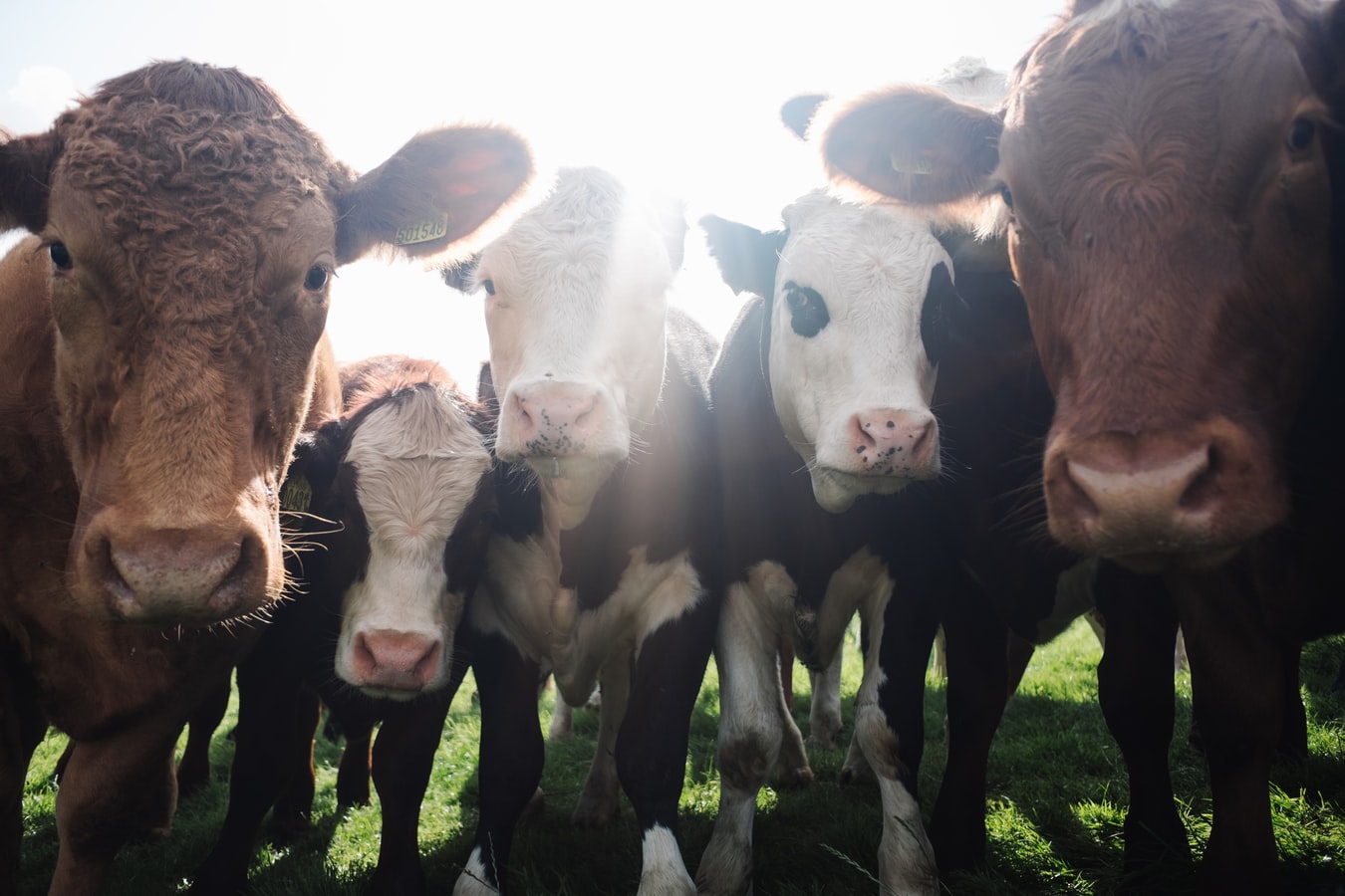 take-care-with-cows-helping-farmers-in-scotland-farm-advisory-service