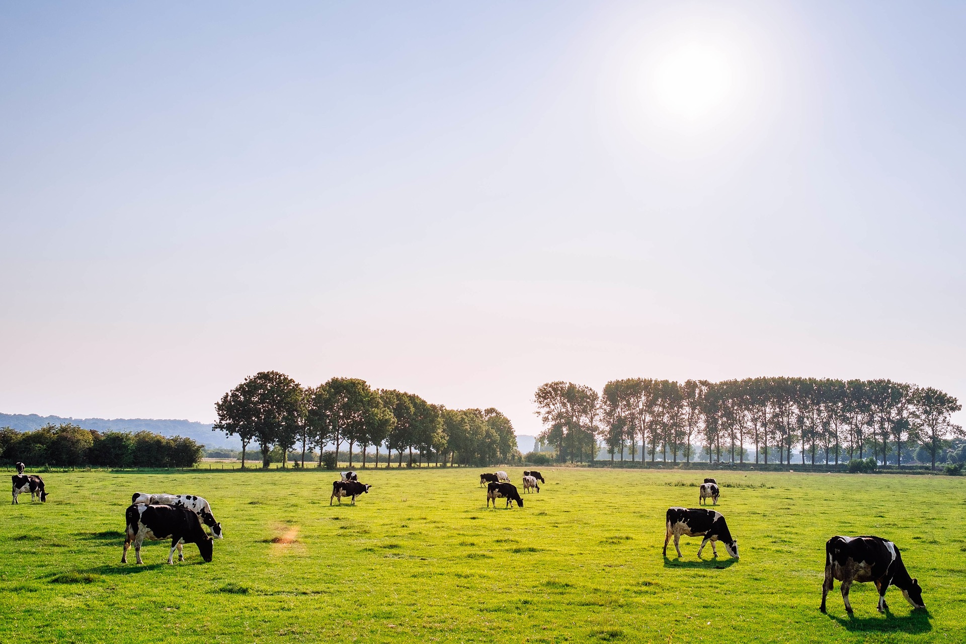 dairy cow cattle