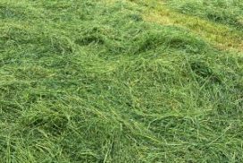 Grass cut for silage