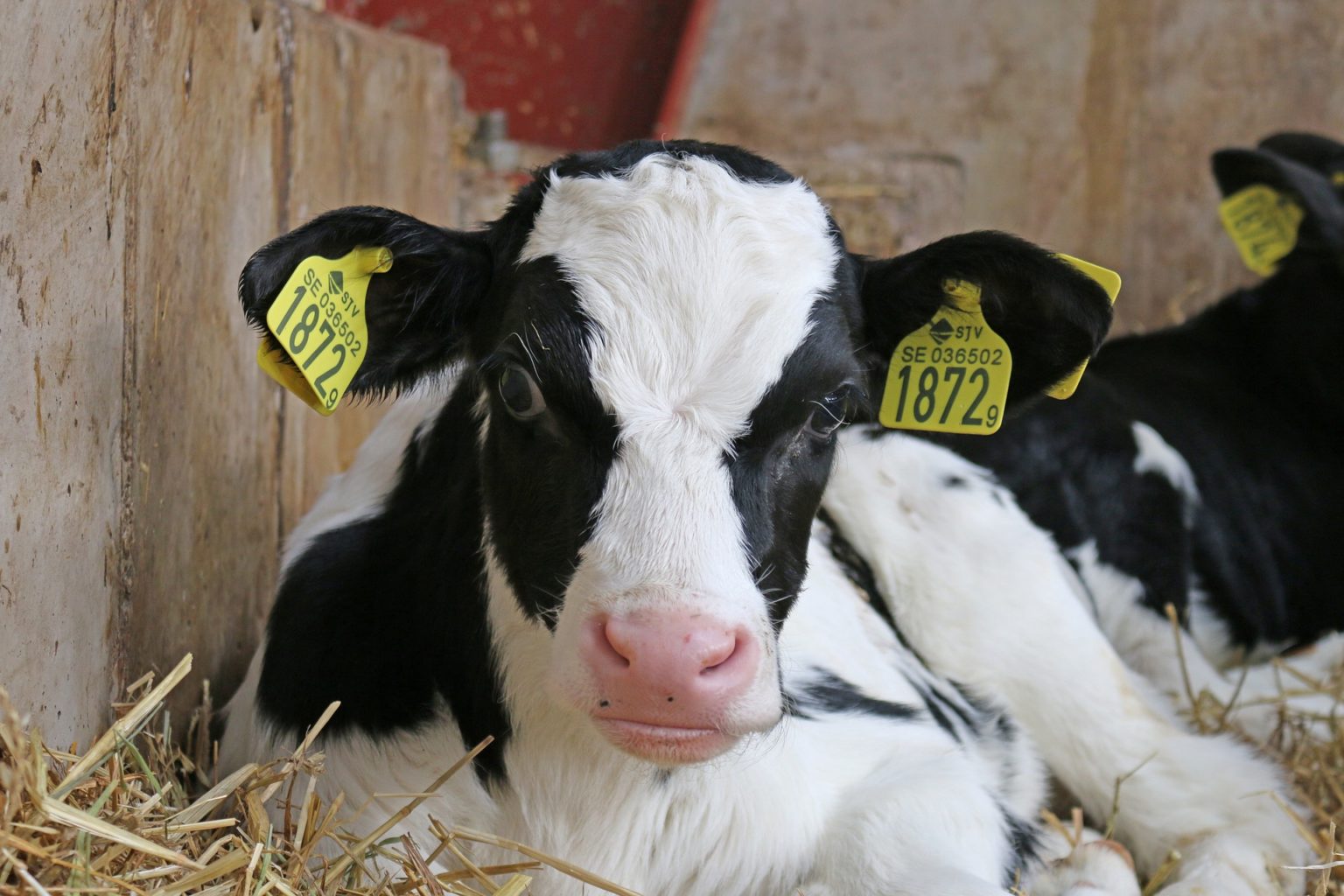 Precision Solutions To Animal Health And Welfare Dairy Calf