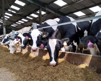 Fresian Cows eating silage