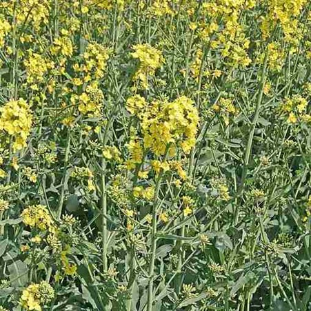 Yellow Forage Crop