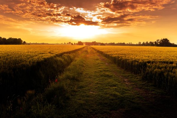 View of a crop field with red sky