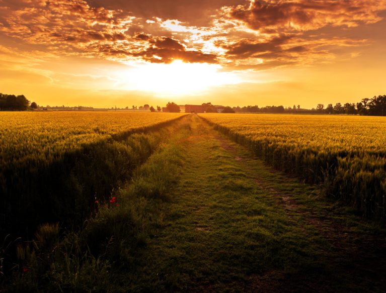 View of a crop field with red sky