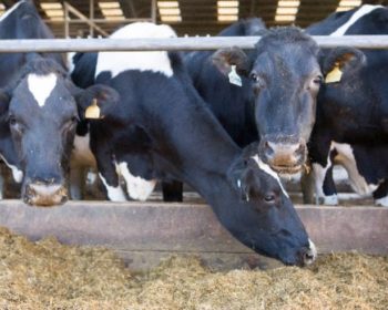 Dairy cows eating silage