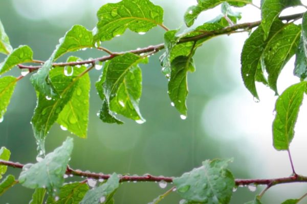 Leaves on a tree wet with rain drops