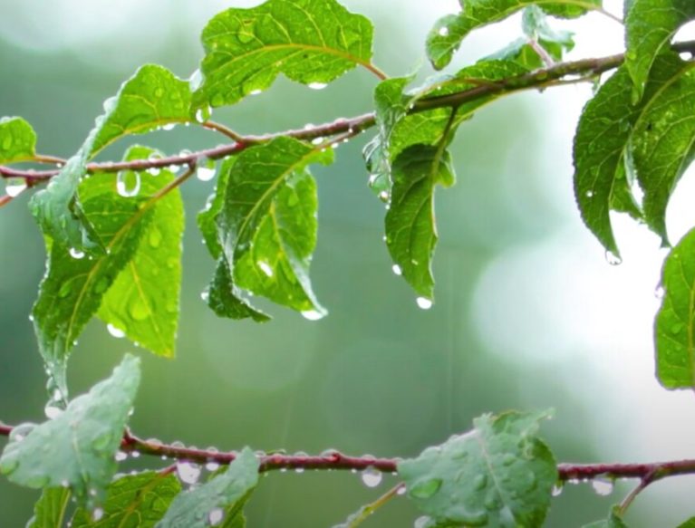 Leaves on a tree wet with rain drops