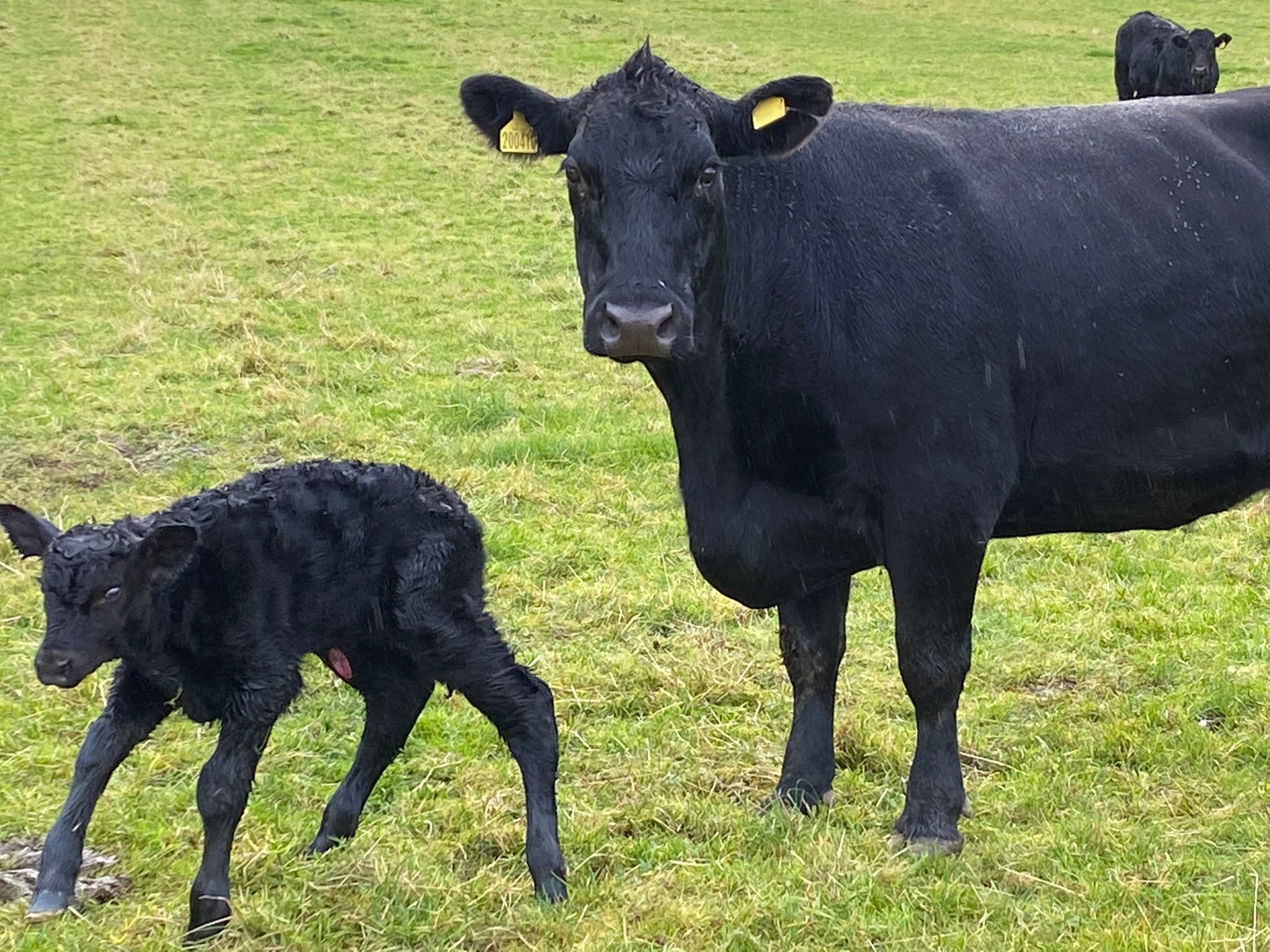 Weaning Decisions to Maximize Cow/Calf Revenues