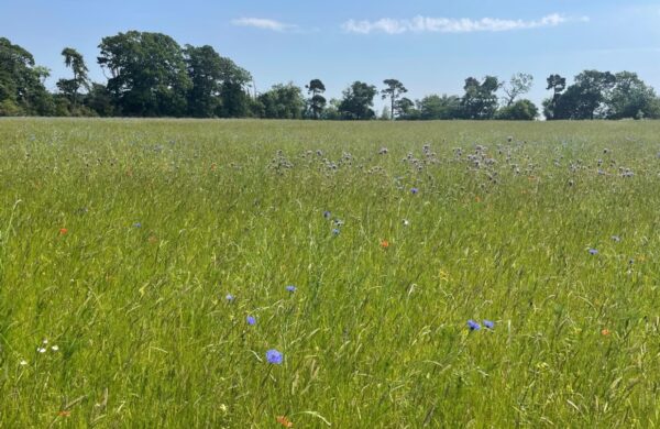 Grassland with wild flowers