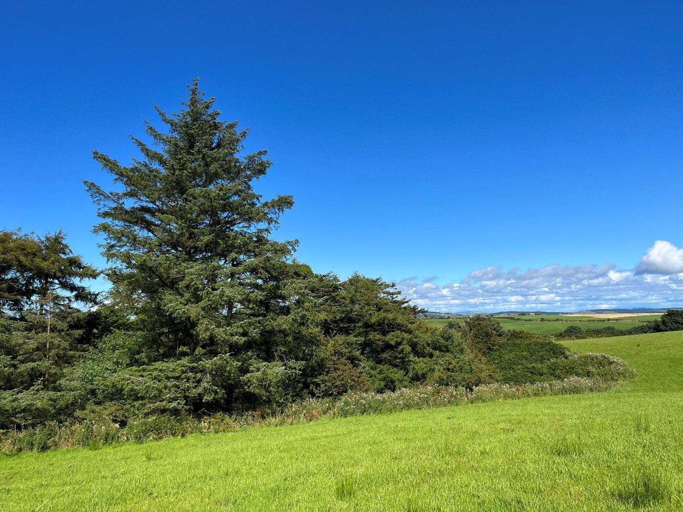 Trees bordering a green field