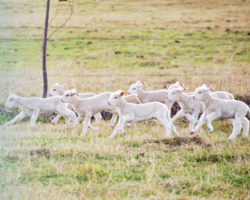 Lambs running in a field