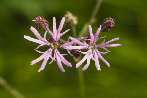 Ragged-Robin flower