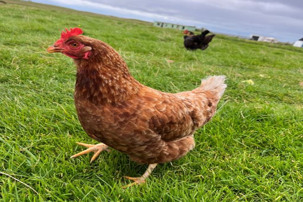 Hen in a field