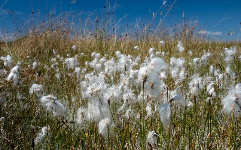 Blanket bog