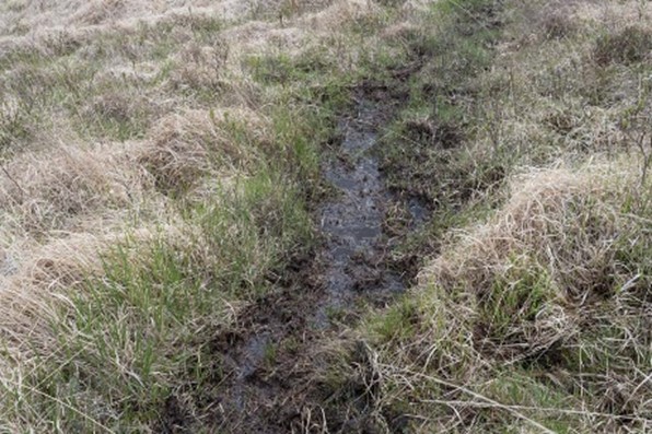 Erosion in blanket bog caused by animals