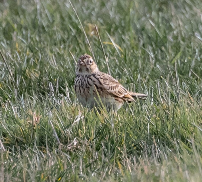 Skylark in grass