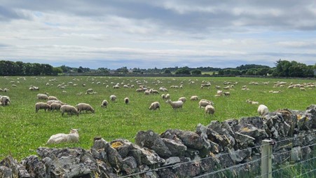 Vic Ballantyne says: “We have developed a super low input system based on our strict selection policy and grassland management, breeding the right sheep for the system.” 

Photo by Vic Ballantyne