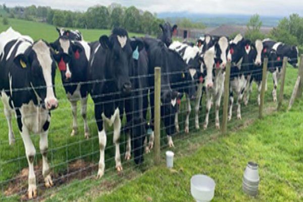 Dairy Heifers at a fence