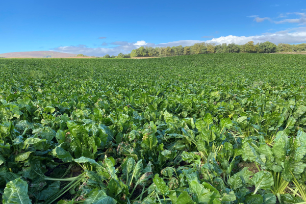 Fodder beet